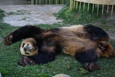 Büyük siyah-beyaz (vazgeçmek kadar pençeleri ile uyuyan ayı panda görüntüsünü)