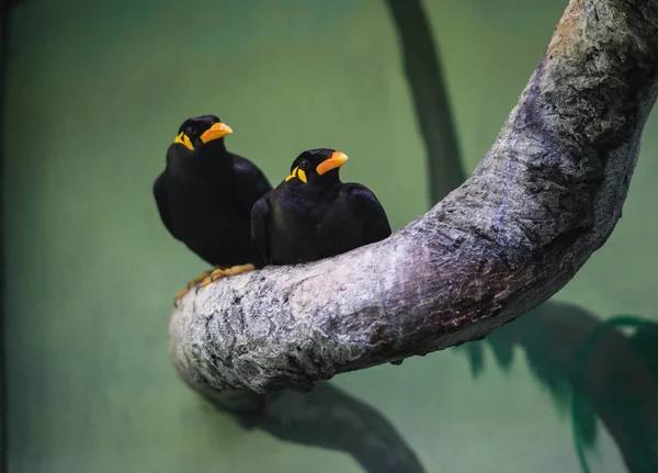 Image Black Bird Yellow Beak Branch Russia — Stock Photo, Image