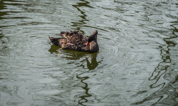 Siyah Kuğu Rusya'da bir havuzda yüzme görüntüsünü