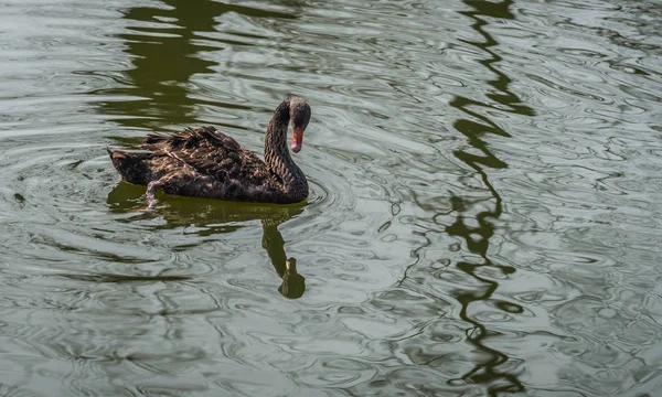 Siyah Kuğu Rusya'da bir havuzda yüzme görüntüsünü