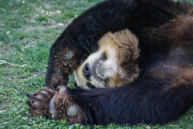 Büyük siyah-beyaz (vazgeçmek kadar pençeleri ile uyuyan ayı panda görüntüsünü)