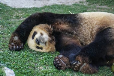 Büyük siyah-beyaz (vazgeçmek kadar pençeleri ile uyuyan ayı panda görüntüsünü)