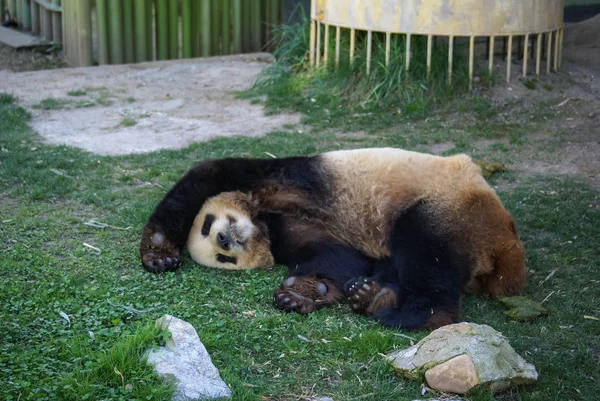Büyük siyah-beyaz (vazgeçmek kadar pençeleri ile uyuyan ayı panda görüntüsünü)