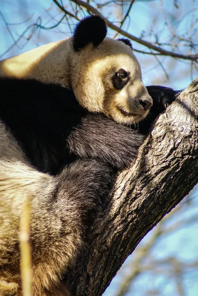 坐在树上的黑白熊猫的形象 — 图库照片