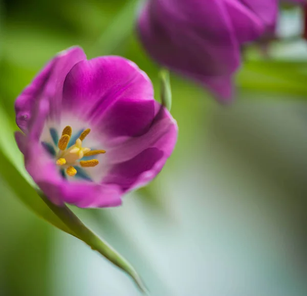 Весняний букет з різнокольорових тюльпанів у скляній банці на підвіконні — стокове фото