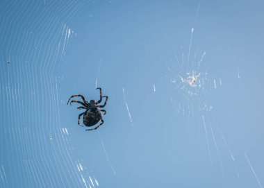 Mavi gökyüzü karşı kendi web üzerindeki büyük örümcek