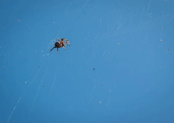 Big spider on its web against blue sky — Stock Photo, Image