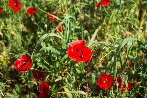 Campo de poppies coloridos da mola em Peloponnese em Greece — Fotografia de Stock