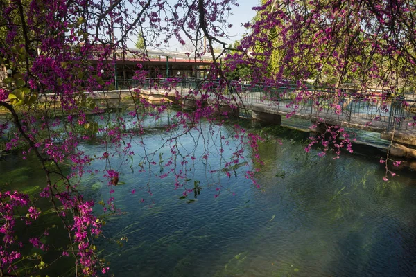 Schöner Fluss und Blumen an der Riviera in der Nähe von Kefalary auf dem Peloponn — Stockfoto