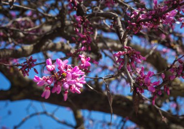 Doğal ve güzel bahar çiçekleri Yunanistan Peloponnese