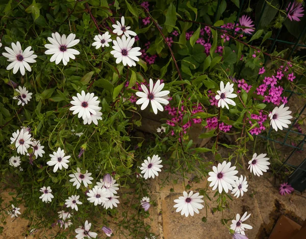 Scenic and beautiful Spring flowers on Peloponnese in Greece — Stock Photo, Image