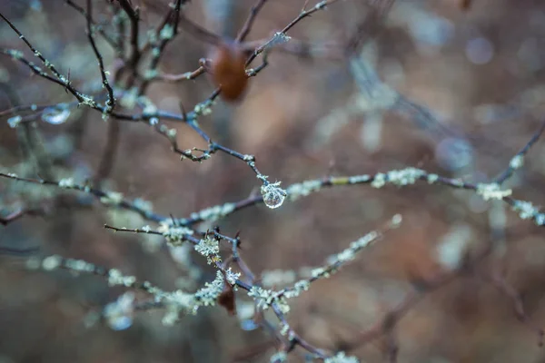 Arbustos e galhos cobertos com gotas de água nas montanhas em — Fotografia de Stock