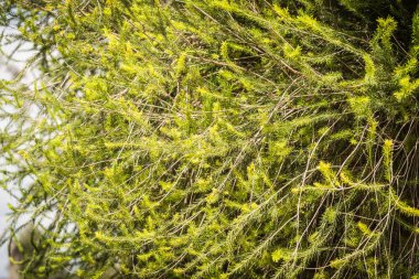 Kenya Afrika bush bitkilerin