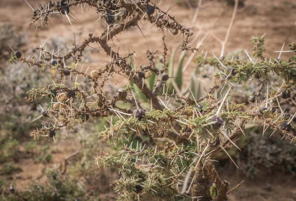 Planten van Afrikaanse bush in Kenia — Stockfoto