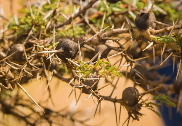 Arbustos com grandes espinhos e frutos marrons redondos em que formigas em — Fotografia de Stock