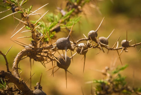 Arbustos com grandes espinhos e frutos marrons redondos em que formigas em — Fotografia de Stock