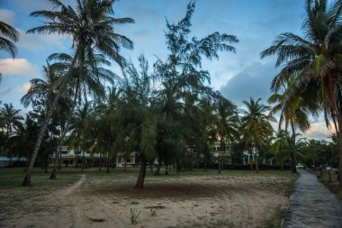Doğu Kenya 'da Malindi palmiye ağaçları