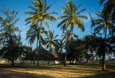 Doğu Kenya 'da Malindi palmiye ağaçları