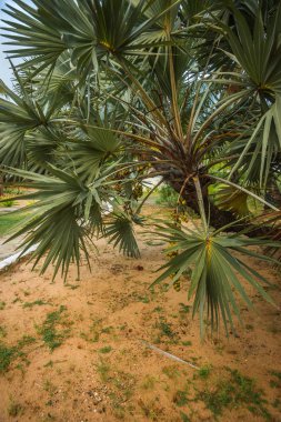 Doğu Kenya 'da Malindi palmiye ağaçları
