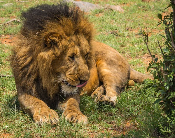 ケニアのマサイマラ国立保護区自然の中の大きな雄ライオンを予約します。 — ストック写真