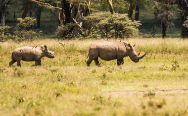 Beyaz gergedan ve diğer hayvanlar Naku Gölü yakınlarındaki bir kefenin içinde otlama