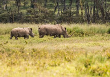 Beyaz gergedan ve diğer hayvanlar Naku Gölü yakınlarındaki bir kefenin içinde otlama