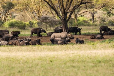 Beyaz gergedan ve diğer hayvanlar Naku Gölü yakınlarındaki bir kefenin içinde otlama