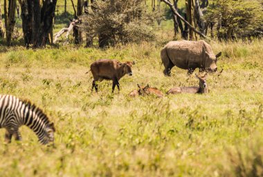 Beyaz gergedan ve diğer hayvanlar Naku Gölü yakınlarındaki bir kefenin içinde otlama