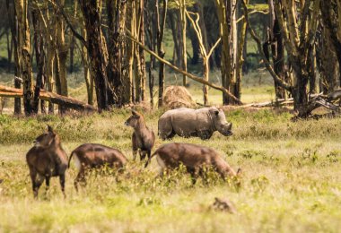Beyaz gergedan ve diğer hayvanlar Naku Gölü yakınlarındaki bir kefenin içinde otlama