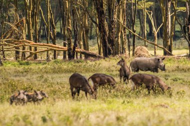 Beyaz gergedan ve diğer hayvanlar Naku Gölü yakınlarındaki bir kefenin içinde otlama