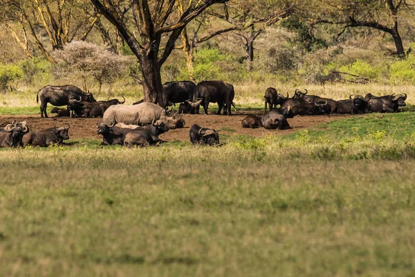 Белый носорог и другие животные, пасущиеся в саване у озера Наку — стоковое фото