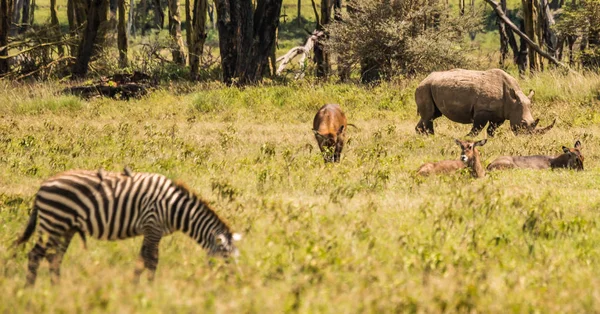 Rino blanco y otros animales pastando en una mortaja cerca del lago Naku —  Fotos de Stock