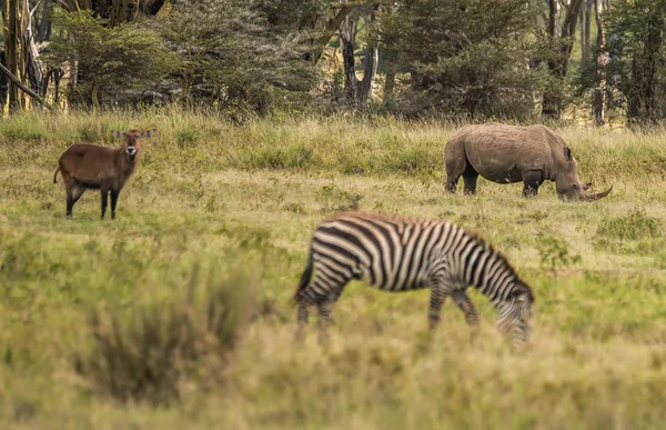 Bílý nosorožec a další zvířata pasoucí se na rubud poblíž jezera Naku — Stock fotografie