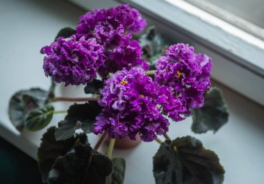 Seçim terry mor Menekşe 