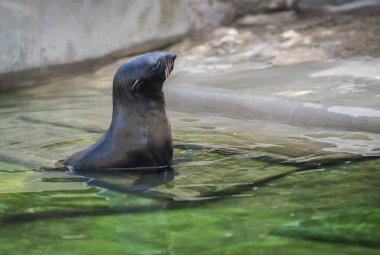 Deniz aslanı yeşil su içerisinde yüzen