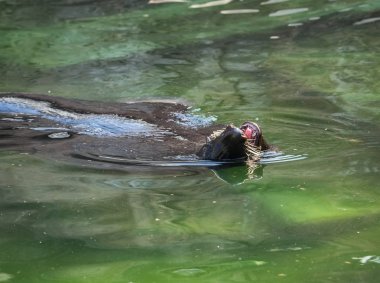 Deniz aslanı yeşil su içerisinde yüzen