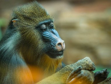 Etkileyici yüzlü büyük çok renkli mandrill