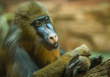Etkileyici yüzlü büyük çok renkli mandrill