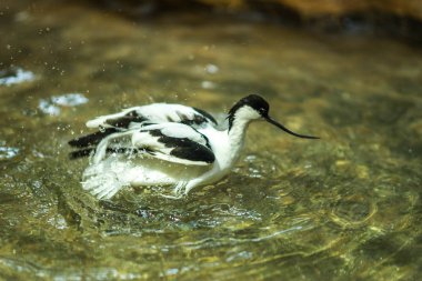  Gölde oynayan avocet görüntüsü