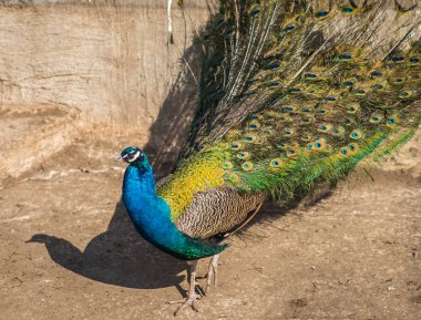Pembe, yeşil ve turuncu tüyleri ile parlak güzel tavus kuşu