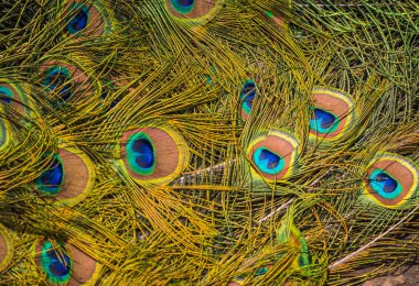 Renkli ve parlak tavus kuşu tüyleri güzel desen