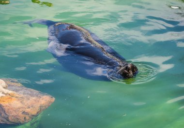 Deniz aslanı yeşil su içerisinde yüzen
