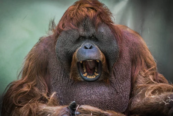 Grote rode Sumatraanse orang-oetan met rond gezicht — Stockfoto