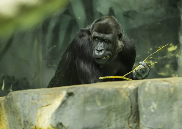 Portret van een enorme zwarte gorilla — Stockfoto