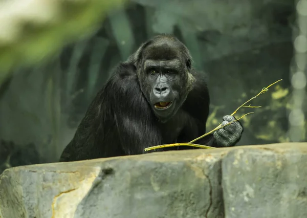 Portret van een enorme zwarte gorilla — Stockfoto