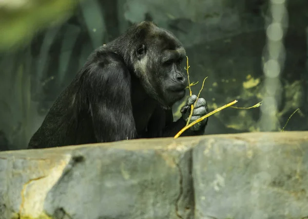 Portret van een enorme zwarte gorilla — Stockfoto