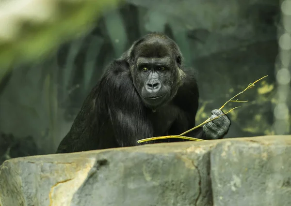 Retrato de um enorme gorila preto — Fotografia de Stock