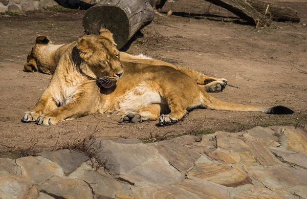 Two lionesses resting on the meadow — Stock Photo, Image