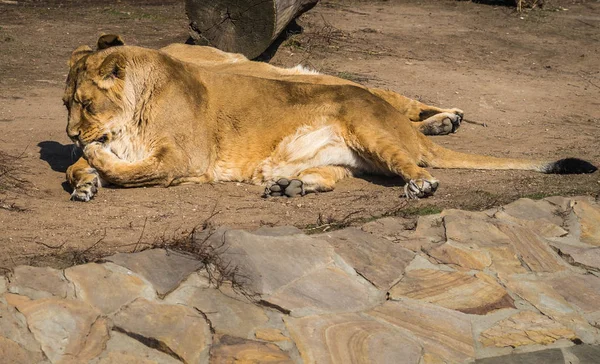 Two lionesses resting on the meadow — Stock Photo, Image