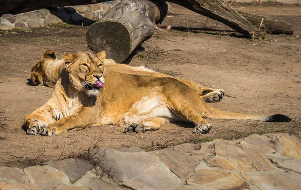 Two lionesses resting on the meadow — Stock Photo, Image